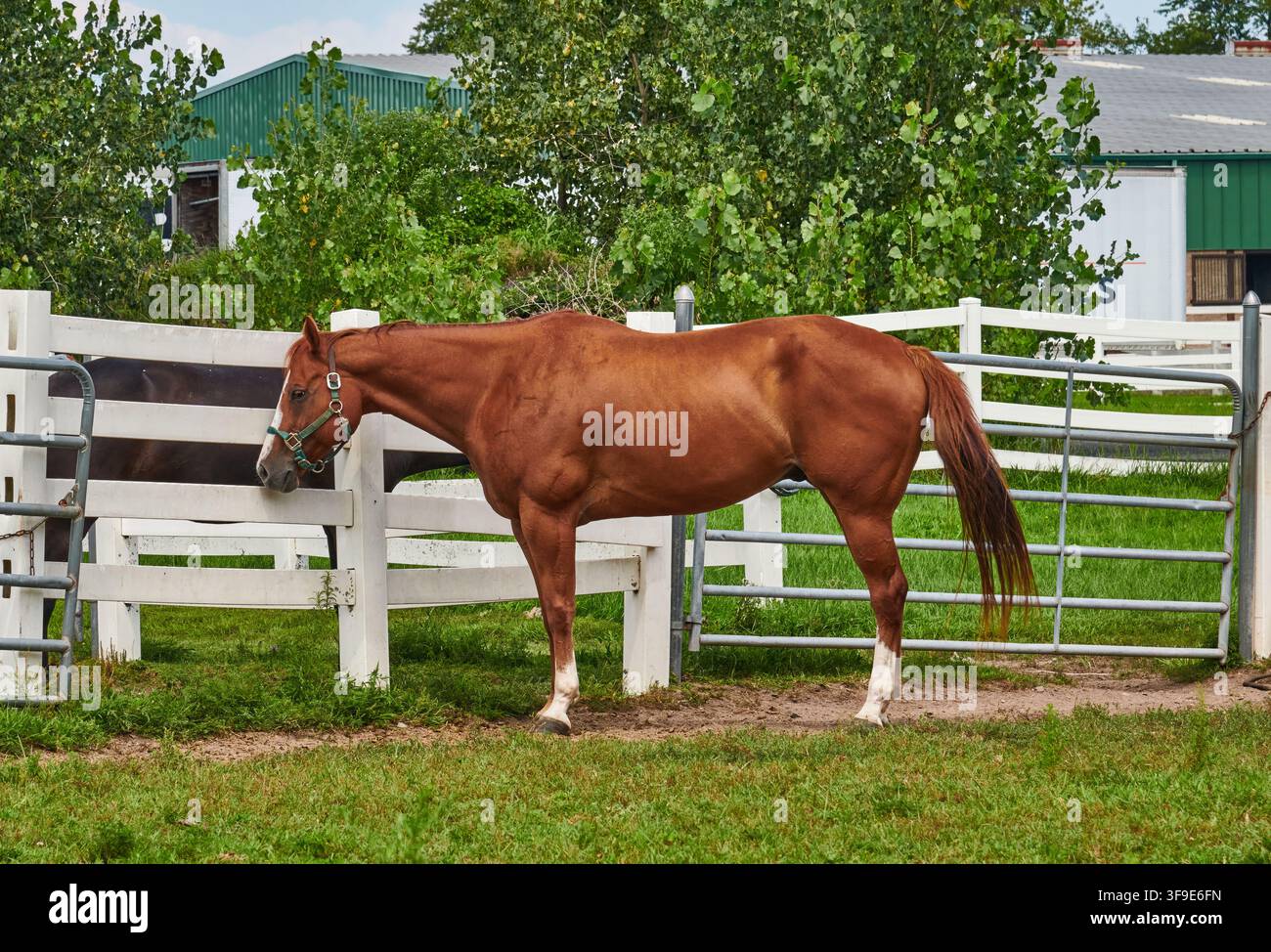 Bellissimo cavallo marrone castano in un pascolo stabile. All'Overpeck Park a Leonia, NJ. Foto Stock