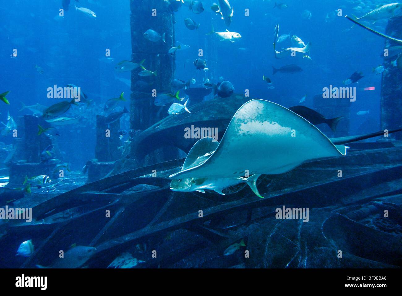 Mondo subacqueo nel grande acquario Foto Stock