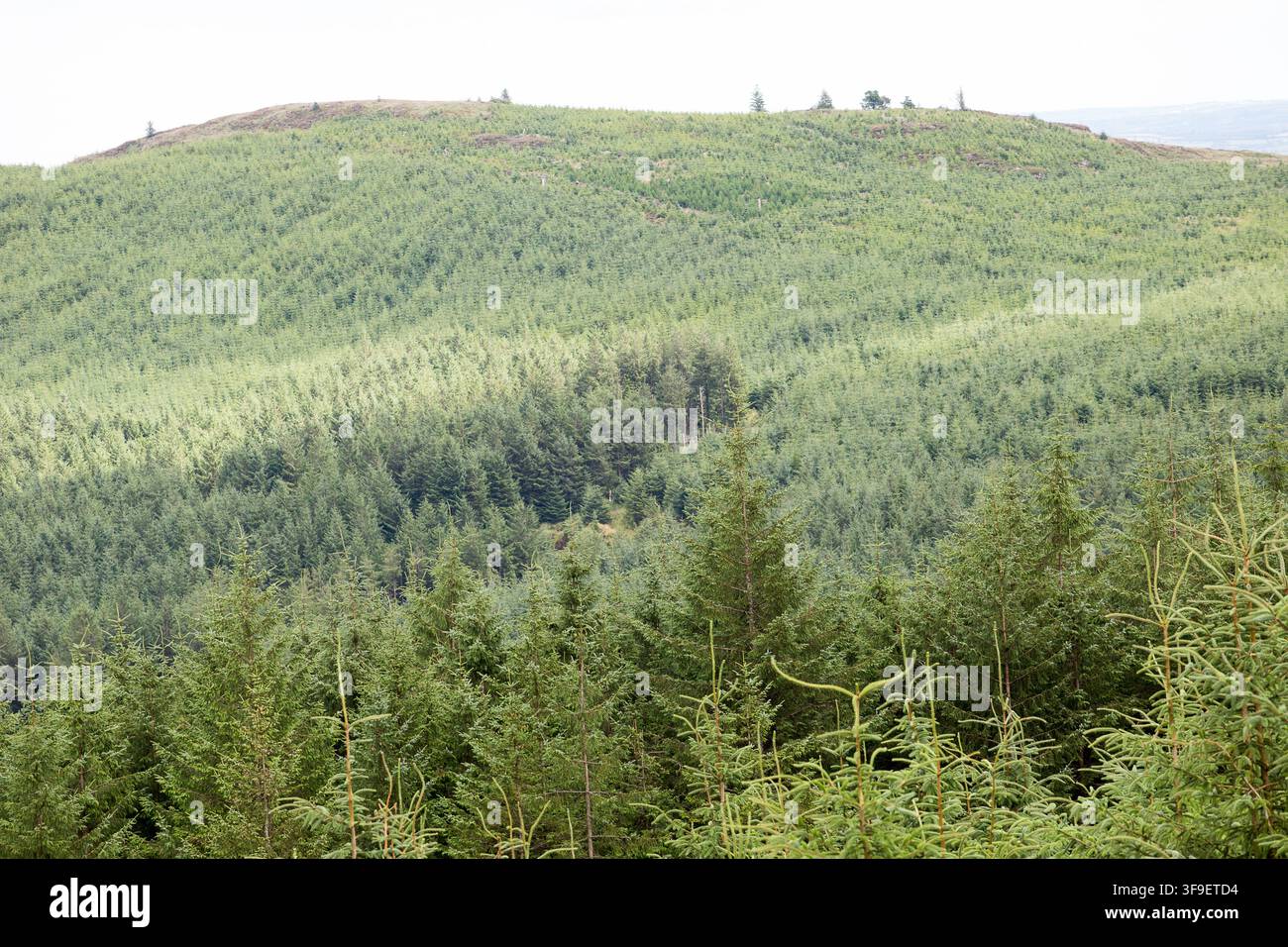 Monti Derrynasaggart Derry Na Saggart Contea di Kerry Eire Irlanda Foto Stock