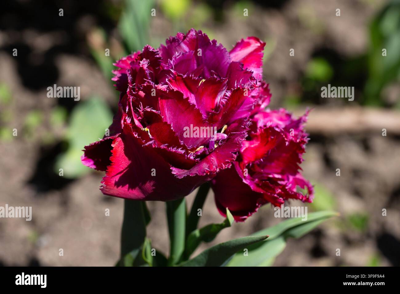 un tulipano viola con bordi dei petali frangiati. Tulipa frangiata Purple Crystal. I primi fiori a fioritura. Piante bulbose. Sfondo floreale Foto Stock
