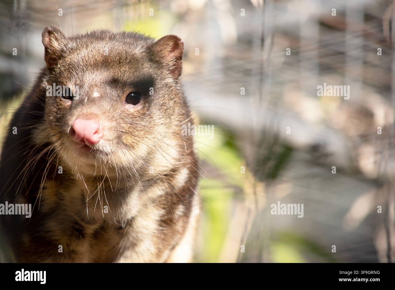 I Quoll dalla coda maculata sono marsupiali che hanno una pelliccia dal rosso intenso al marrone scuro e ricoperti da macchie bianche sul retro che continuano lungo la coda. Foto Stock