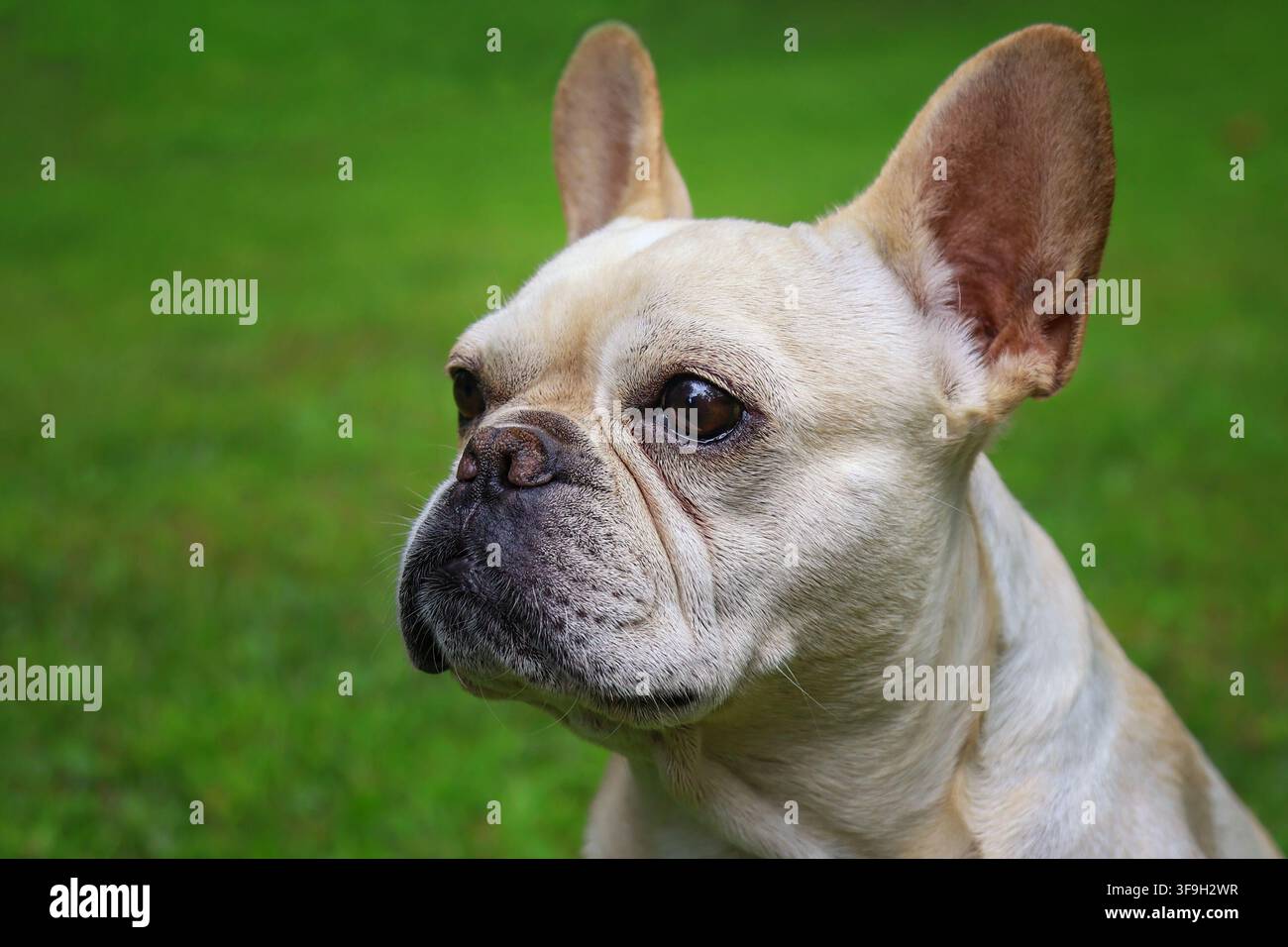 Prima piano di un ritratto di bulldog francese che guarda lontano Foto Stock