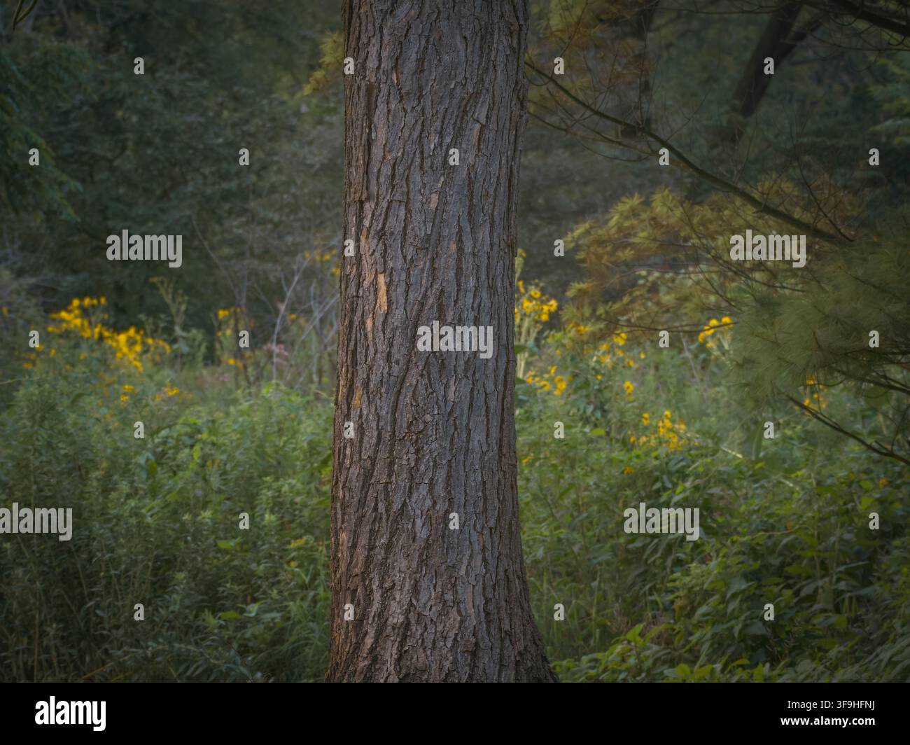 Primo piano di corteccia ruvida in una foresta verde e lussureggiante con fiori selvatici gialli che fioriscono nella luce soffusa dello sfondo Foto Stock