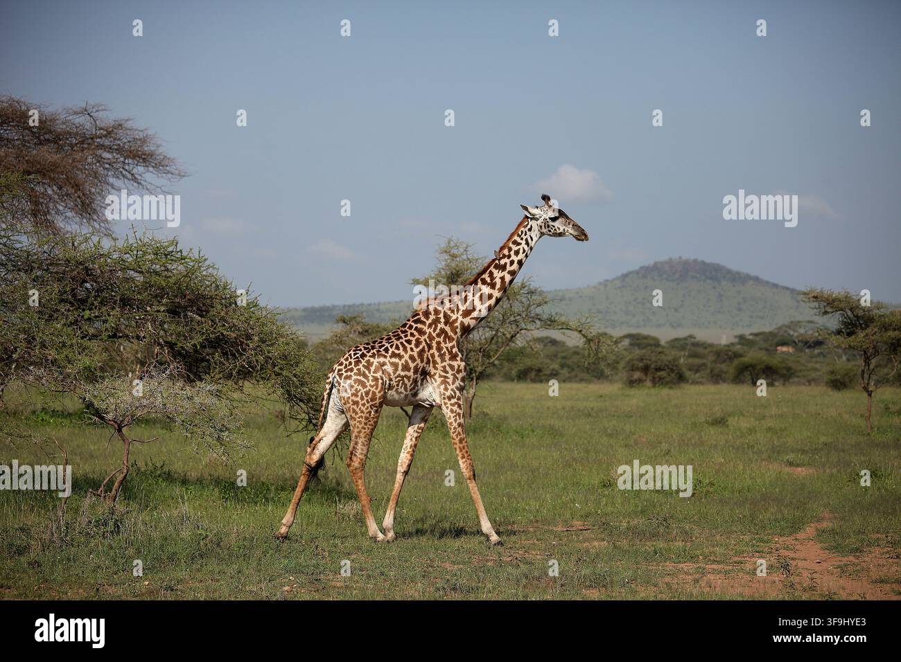 Giraffa che cammina attraverso la savana nel Cratere del Ngorongoro, Tanzania Foto Stock