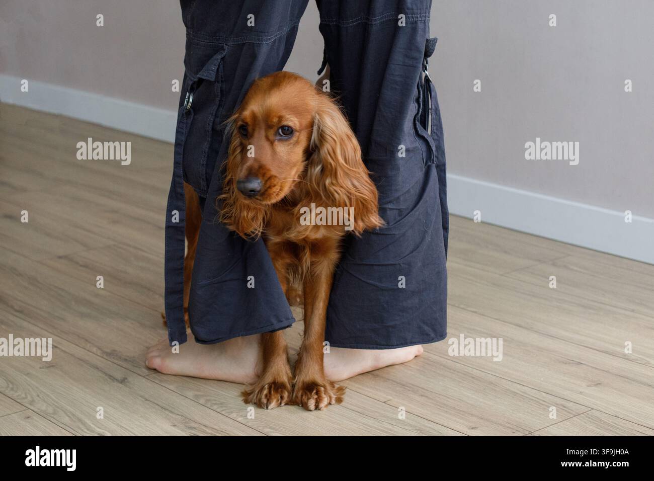 Puppy Red English Cocker Spaniel a casa Foto Stock