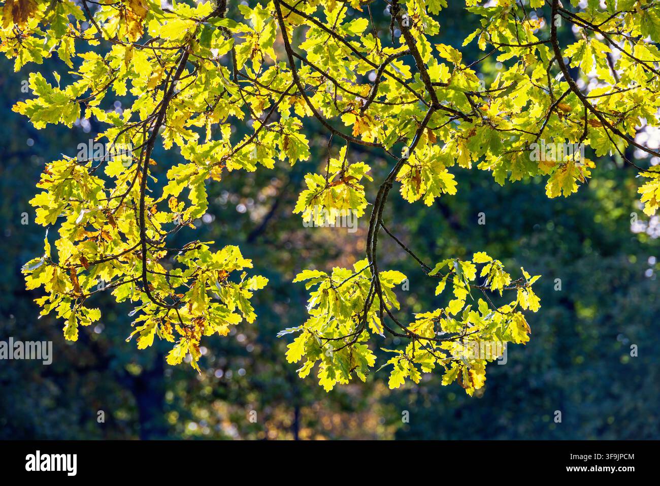 Belle foglie di quercia su un ramo alla luce del sole in autunno Foto Stock