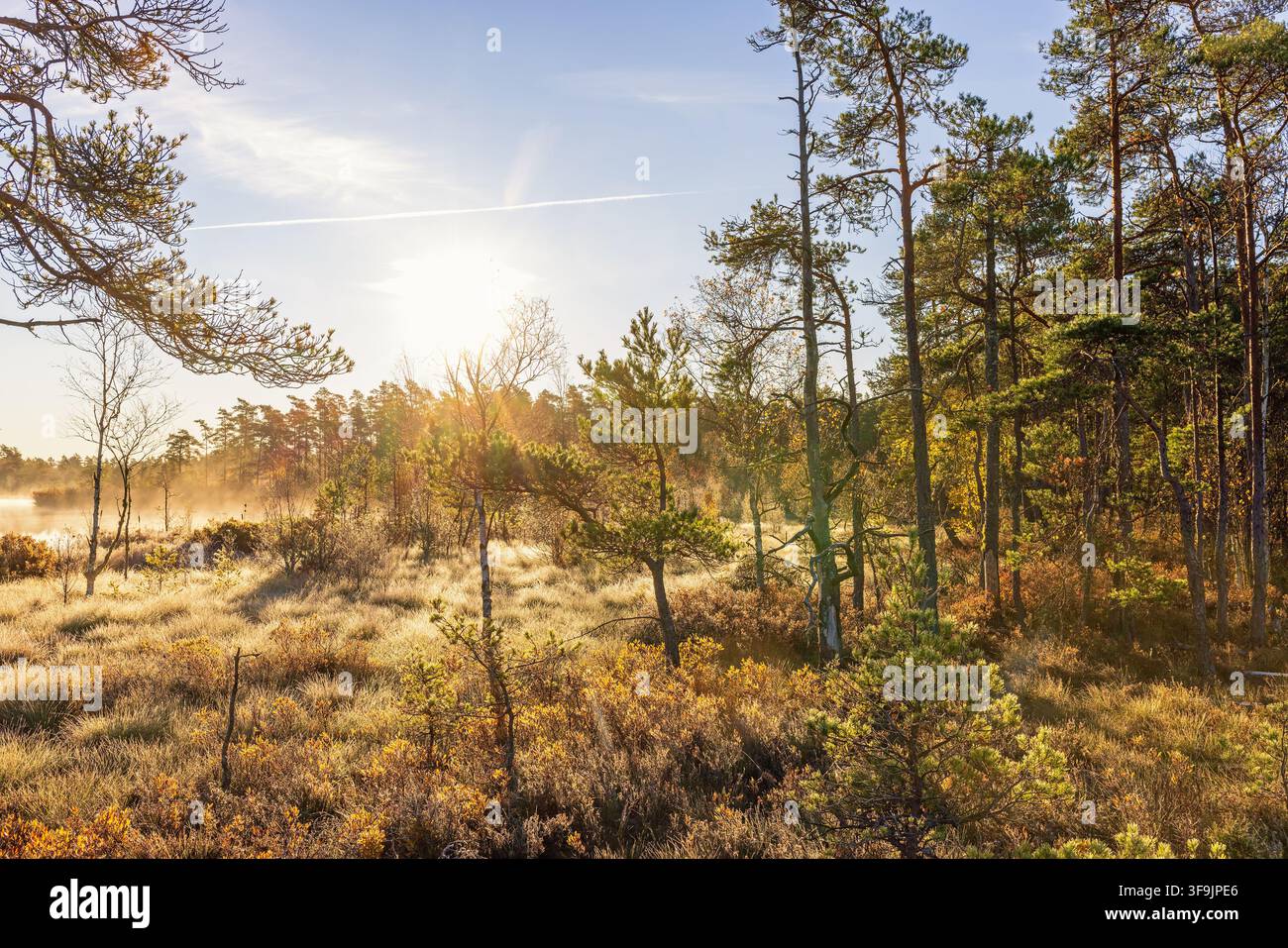 Bellissimo paludo boschivo in controluce al sole in autunno Foto Stock