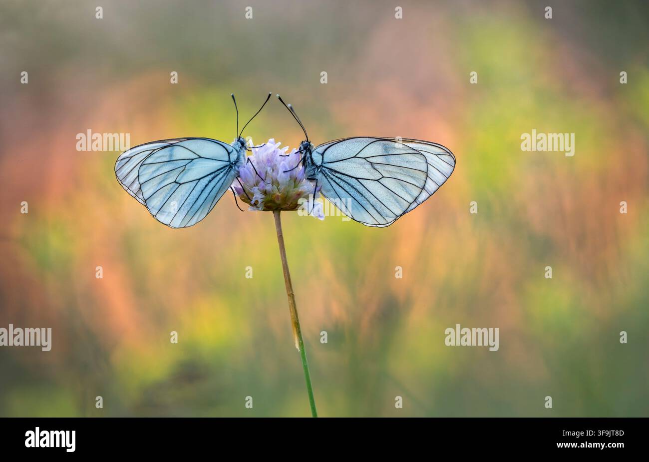 Farfalla bianca a nervature nere, Aporia crataegi, Bulgaria Foto Stock
