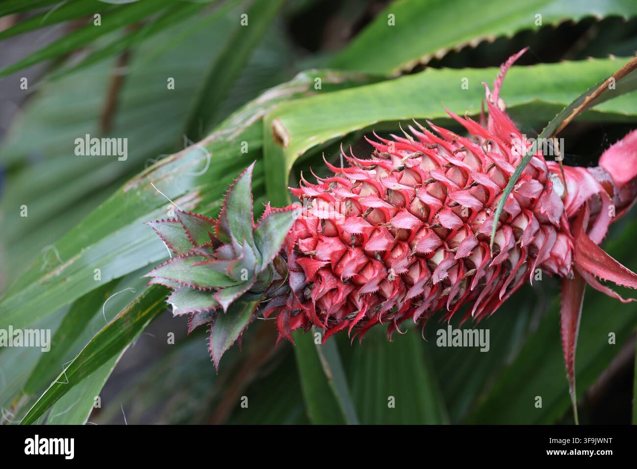Ananas rosso-Ananas comosus var. bracteatus primo piano, São Miguel, Azzorre, Portogallo Foto Stock