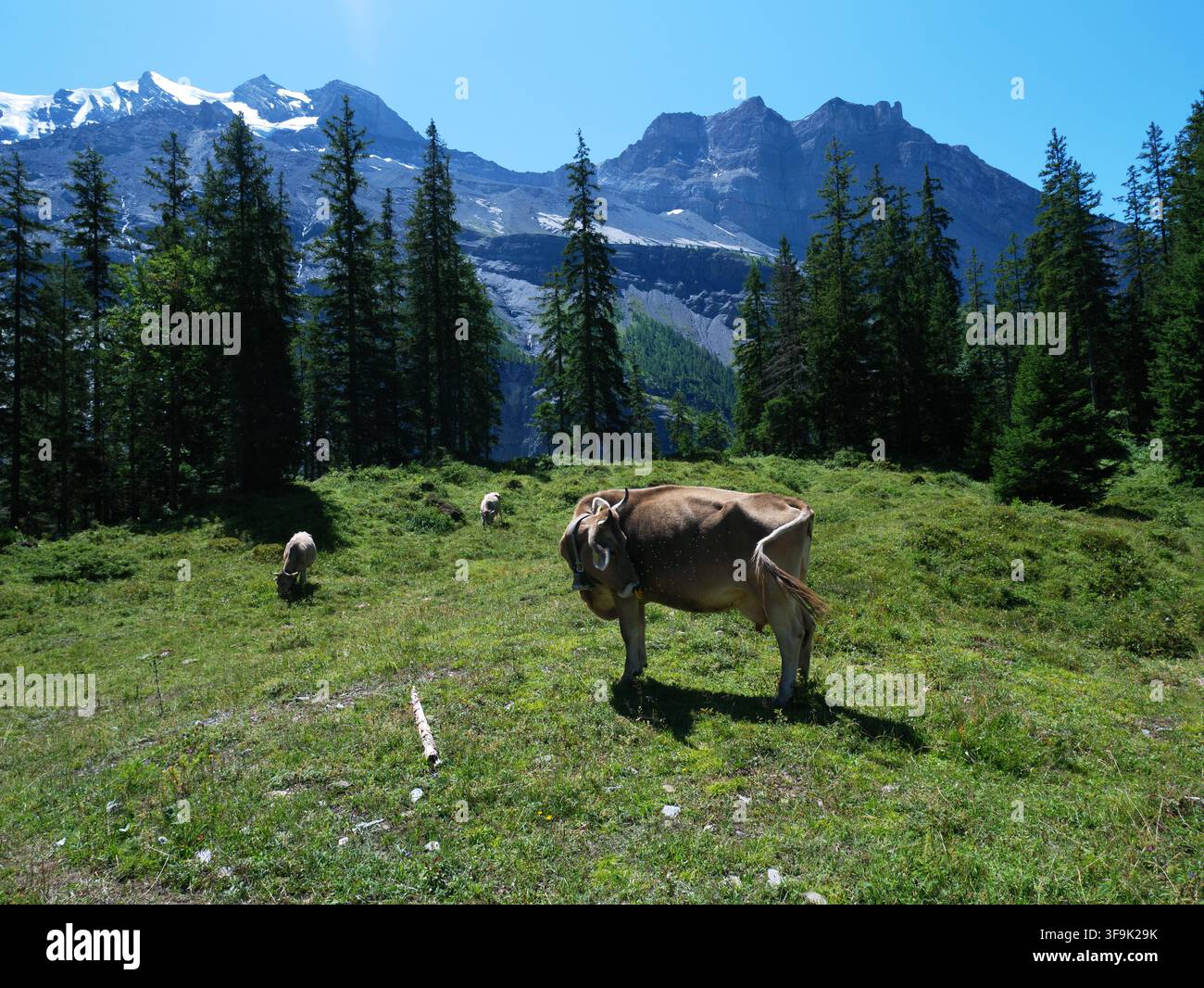 Una mucca domestica che pascola tranquillamente su un prato alpino verde vivace circondato da pini e imponenti montagne rocciose sotto un cielo blu terso Foto Stock