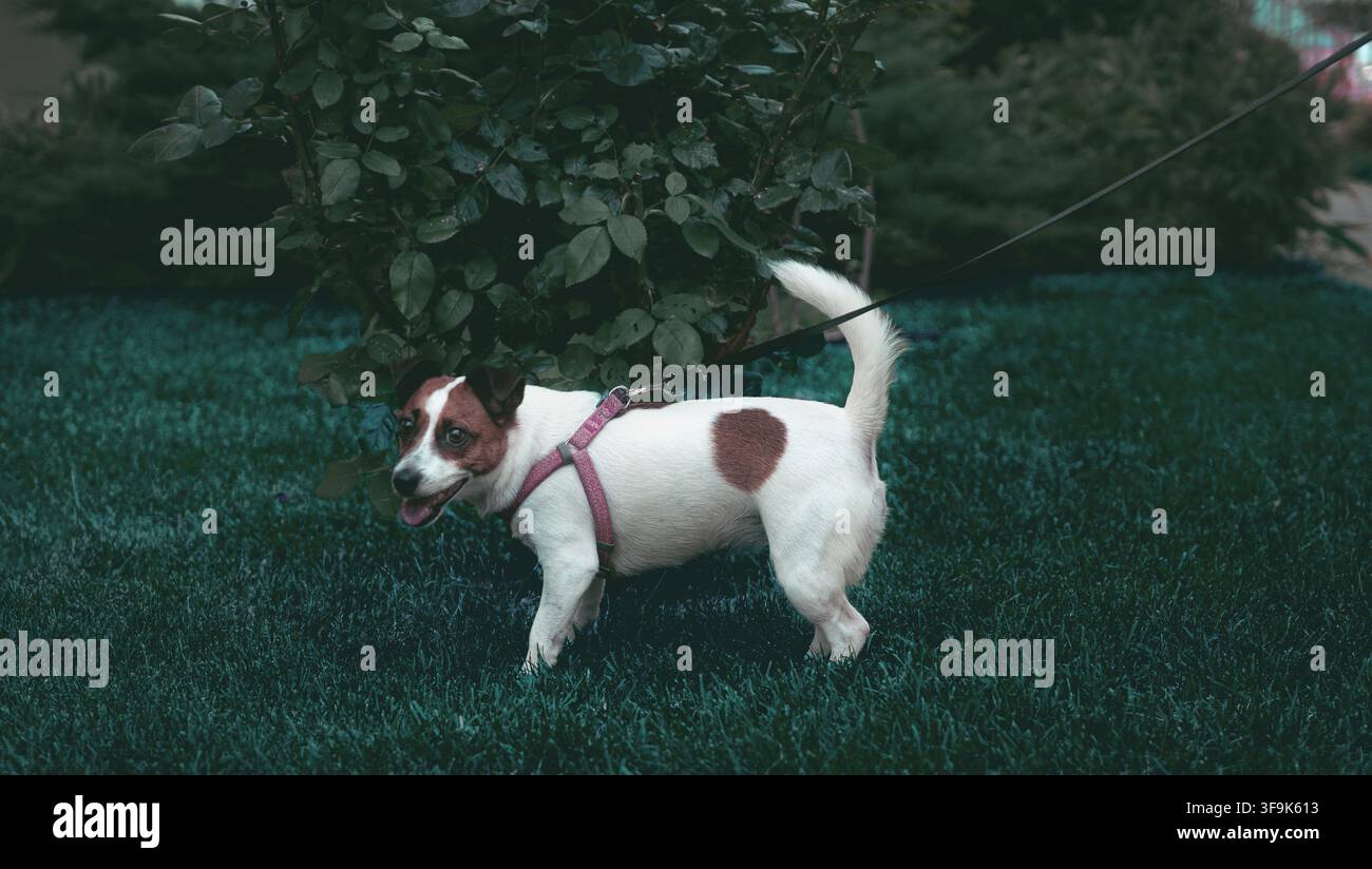 Jack Russell Terrier che cammina attraverso un lussureggiante giardino di rose con fiori rossi e erba verde, creando una scena naturale all'aperto che combina Foto Stock
