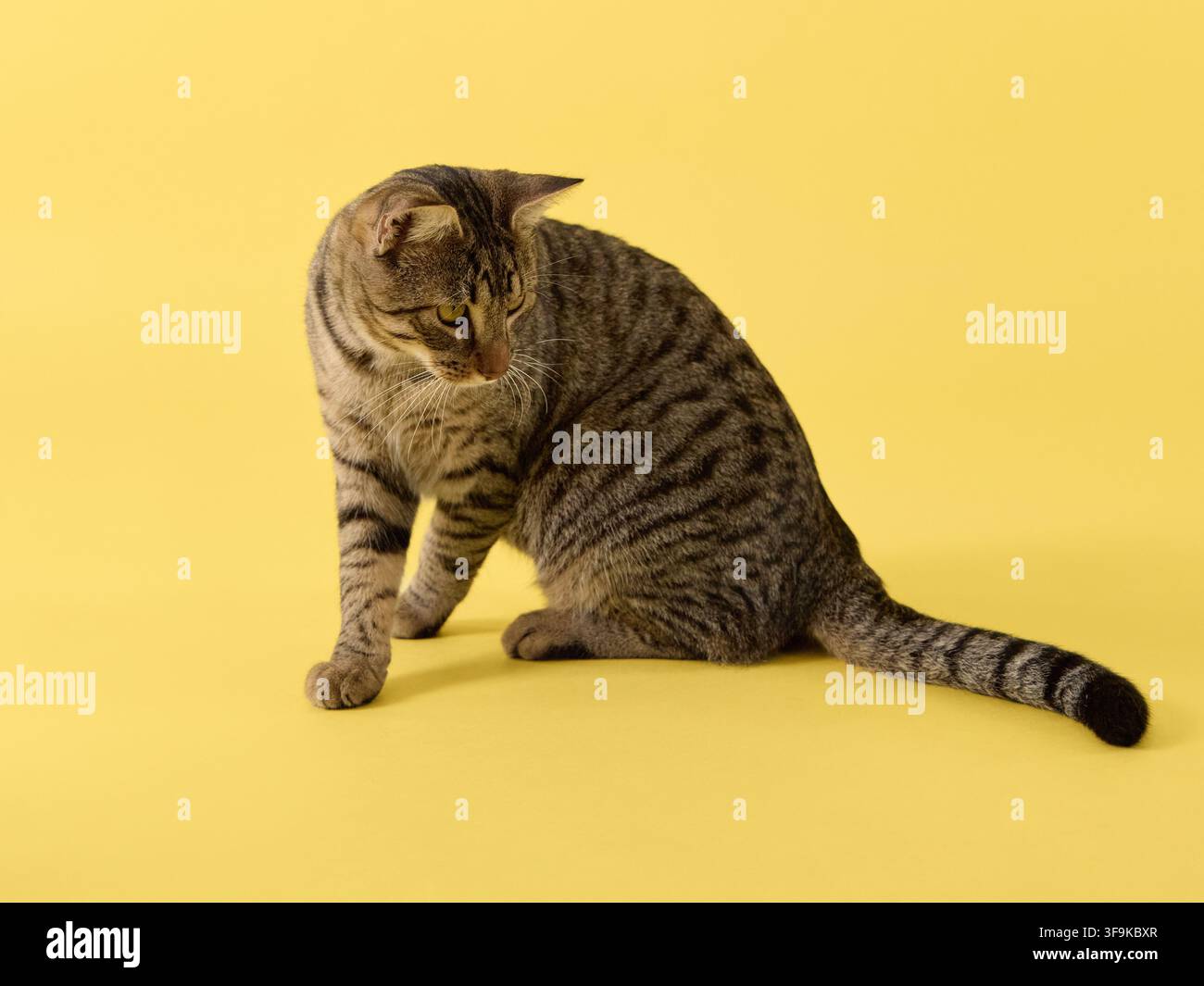 La postura è simmetrica e lo sguardo è fermo. Foto Stock