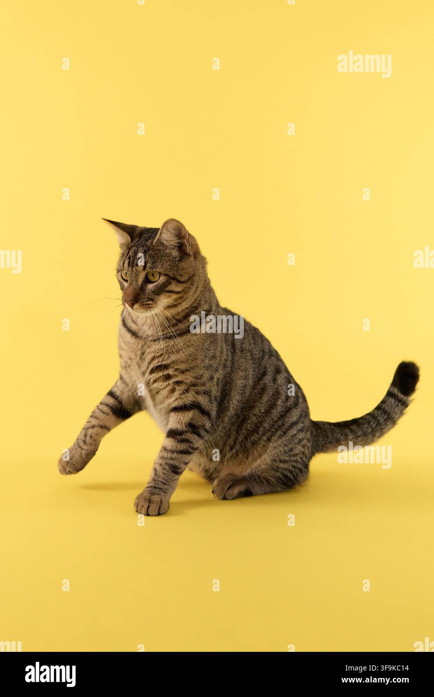 Il gatto è rivolto all'indietro mentre guarda a sinistra. La sua schiena è leggermente curva. Foto Stock