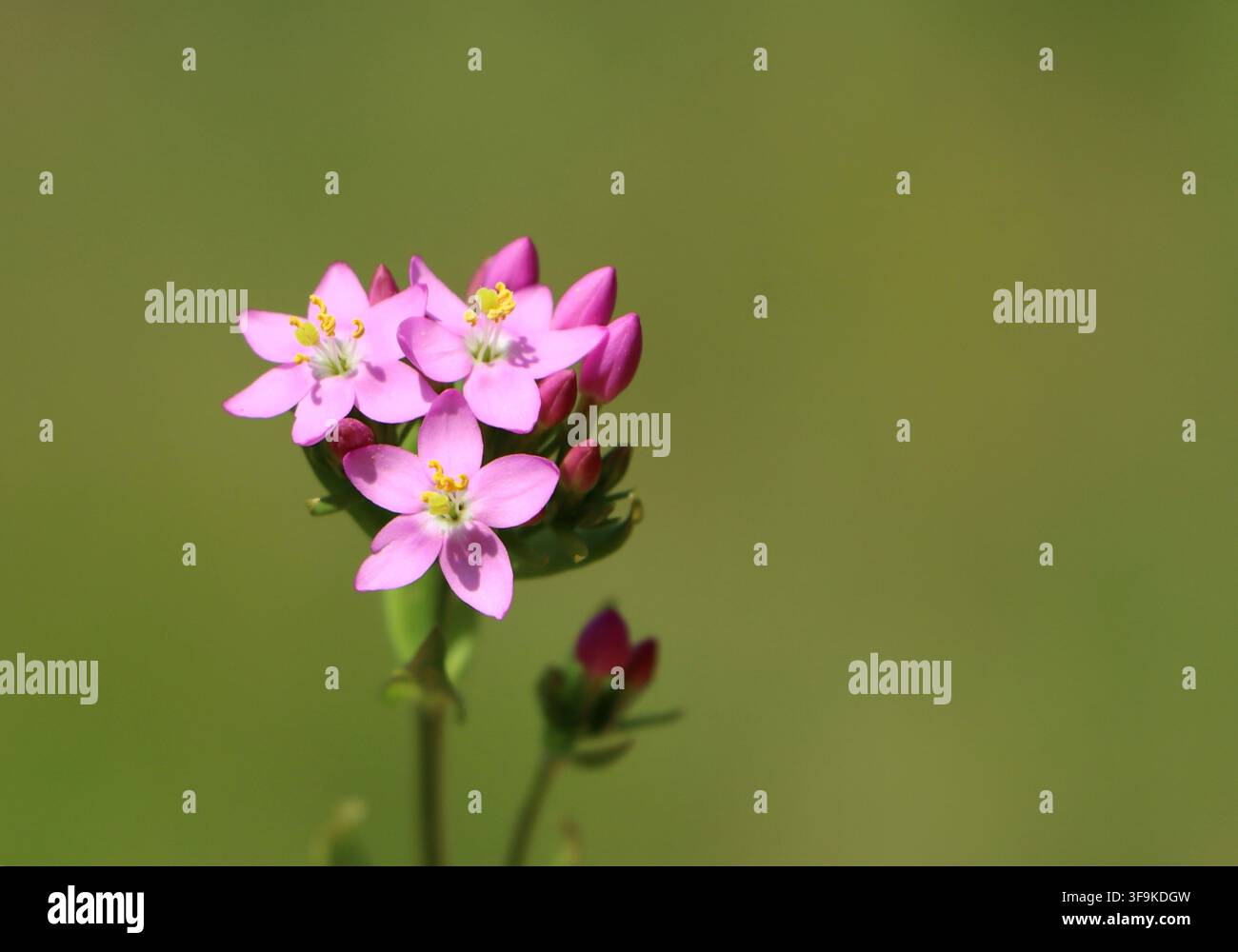 Centauria comune (Centaurium erythraea) pianta medicinale selvatica Foto Stock