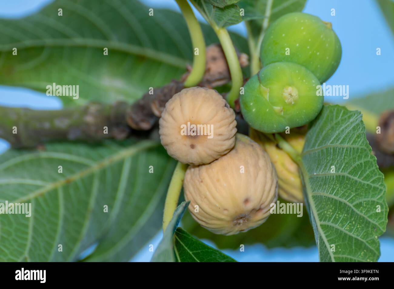 Fichi bruciati dal sole e dal caldo torrido di un'estate con temperature record, che non riescono a maturare Foto Stock