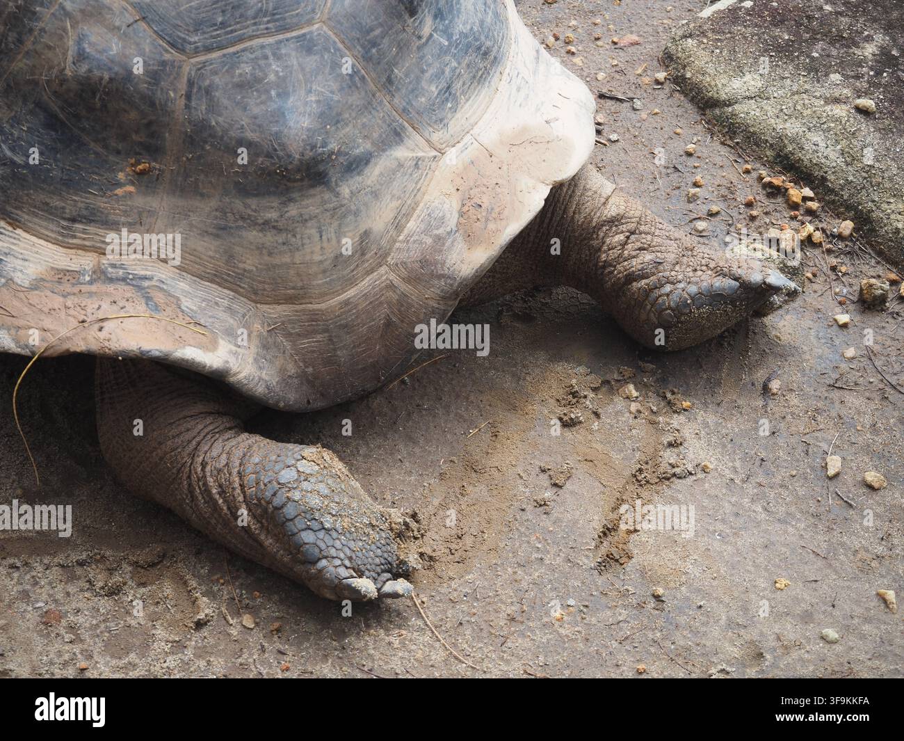 Primo piano di una gigantesca tartaruga di Aldabra che mostra il suo guscio massiccio e le zampe squamose alle Seychelles. Foto Stock