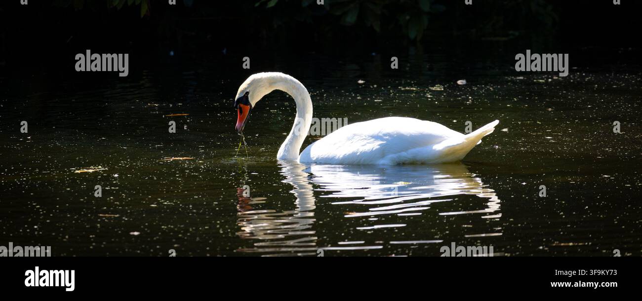 Un cigno bianco elegante scivola su un lago scuro e tranquillo, il suo collo curvo e il riflesso specchiato creano una scena serena e graziosa che evoca calma Foto Stock