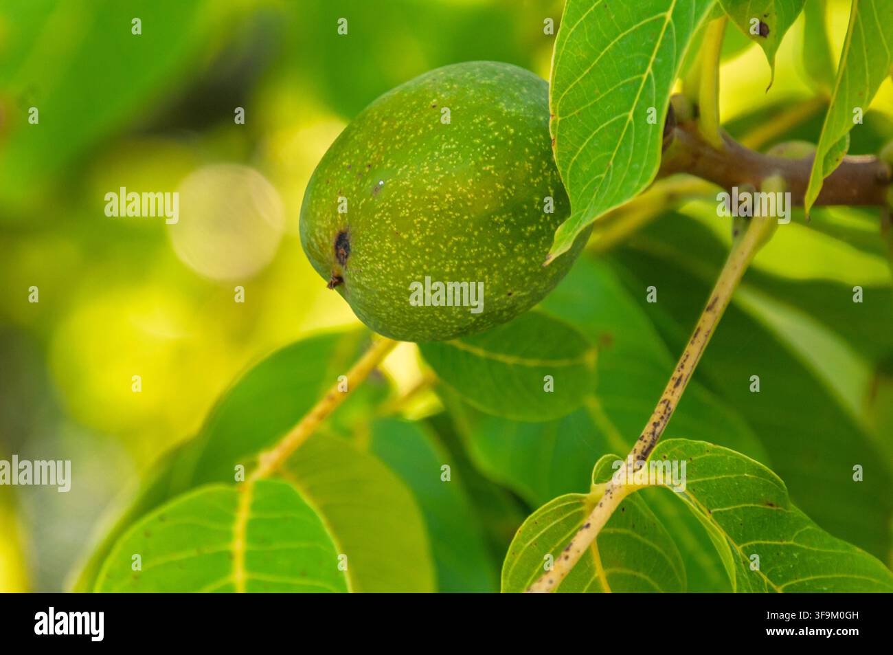 Prima piano di frutto di noce verde immaturo nel guscio del pericarpio su un ramo di albero a Coesfeld, Germania Foto Stock