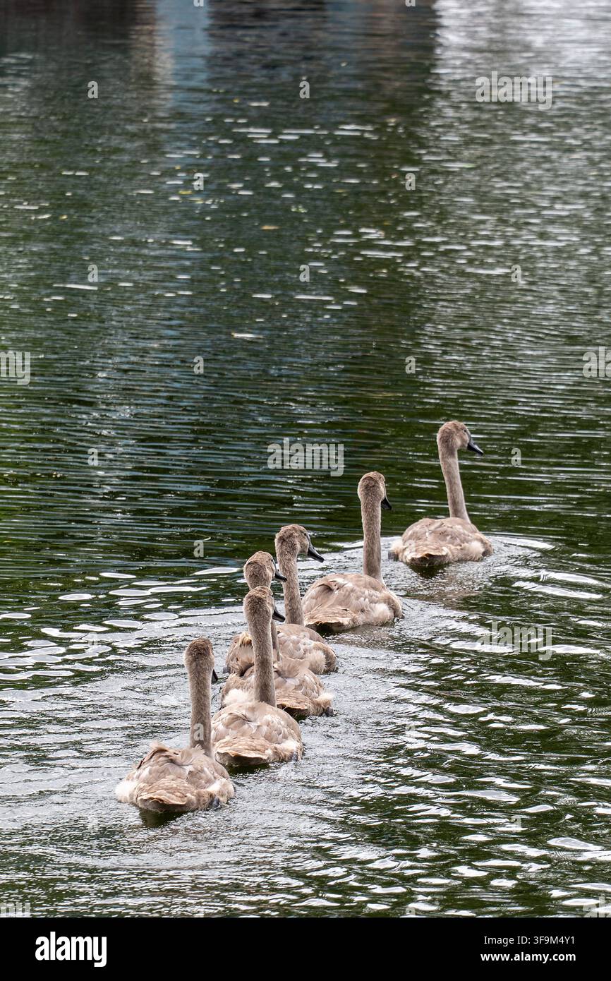 Cignetti che remano via sul fiume Great Ouse Foto Stock