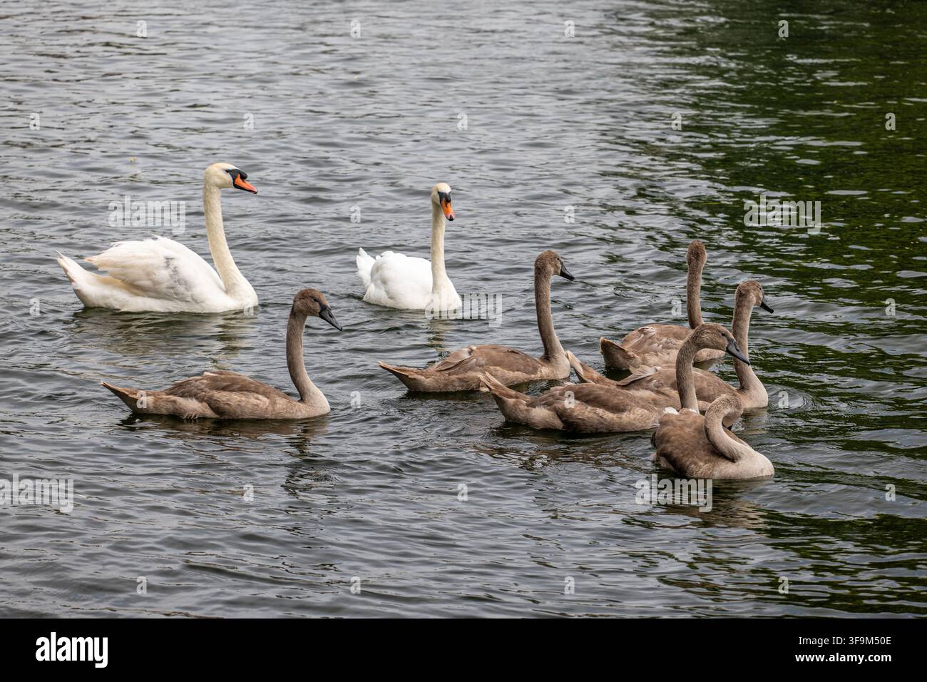 Famiglia di cigni sul Great River Ouse a Ely, Inghilterra Foto Stock