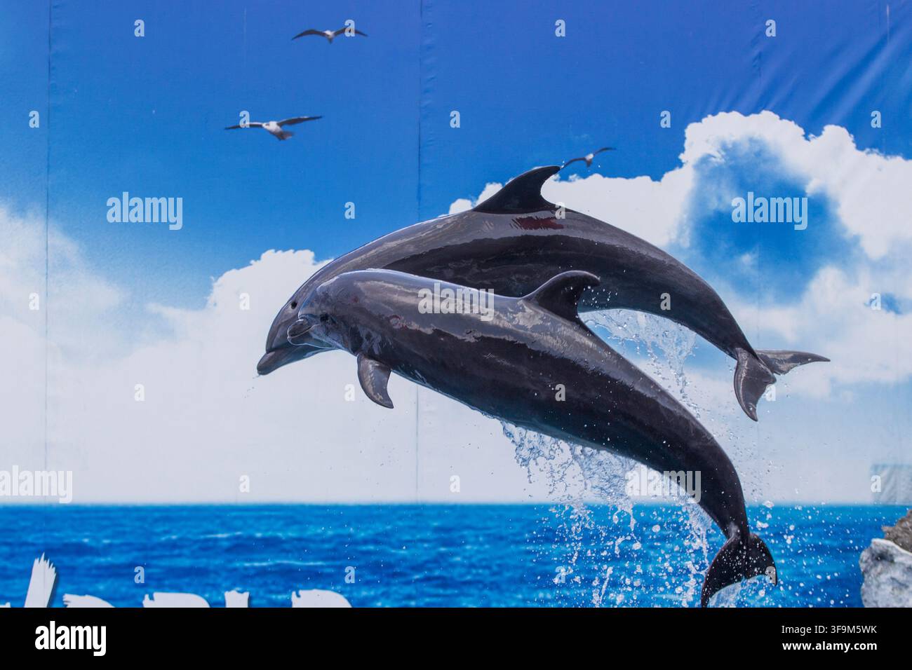 Delfini che saltano fuori dall'acqua, nell'oceano con cielo azzurro limpido e nuvole, con gabbiani, schizzi d'acqua, da un angolo basso dalla prospettiva dei delfini, con accenti blu e bianchi. Foto Stock