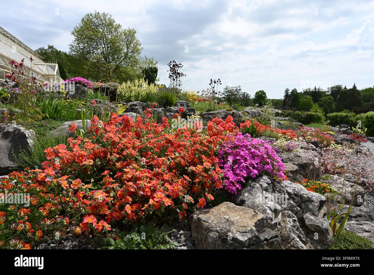 Vibrante giardino roccioso alpino primaverile/estivo presso RHS Harlow Carr, con Helianthemum o rosa rocciosa arancione e rosa, Regno Unito maggio Foto Stock