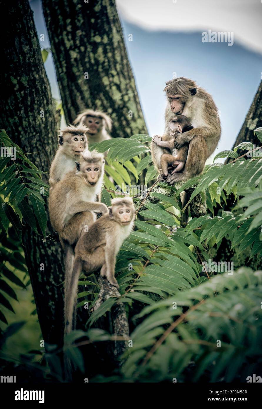 Gruppo di scimmie Toque (Macaca sinica) sedute su un ramo di albero nella foresta tropicale, specie endemica dello Sri Lanka Foto Stock
