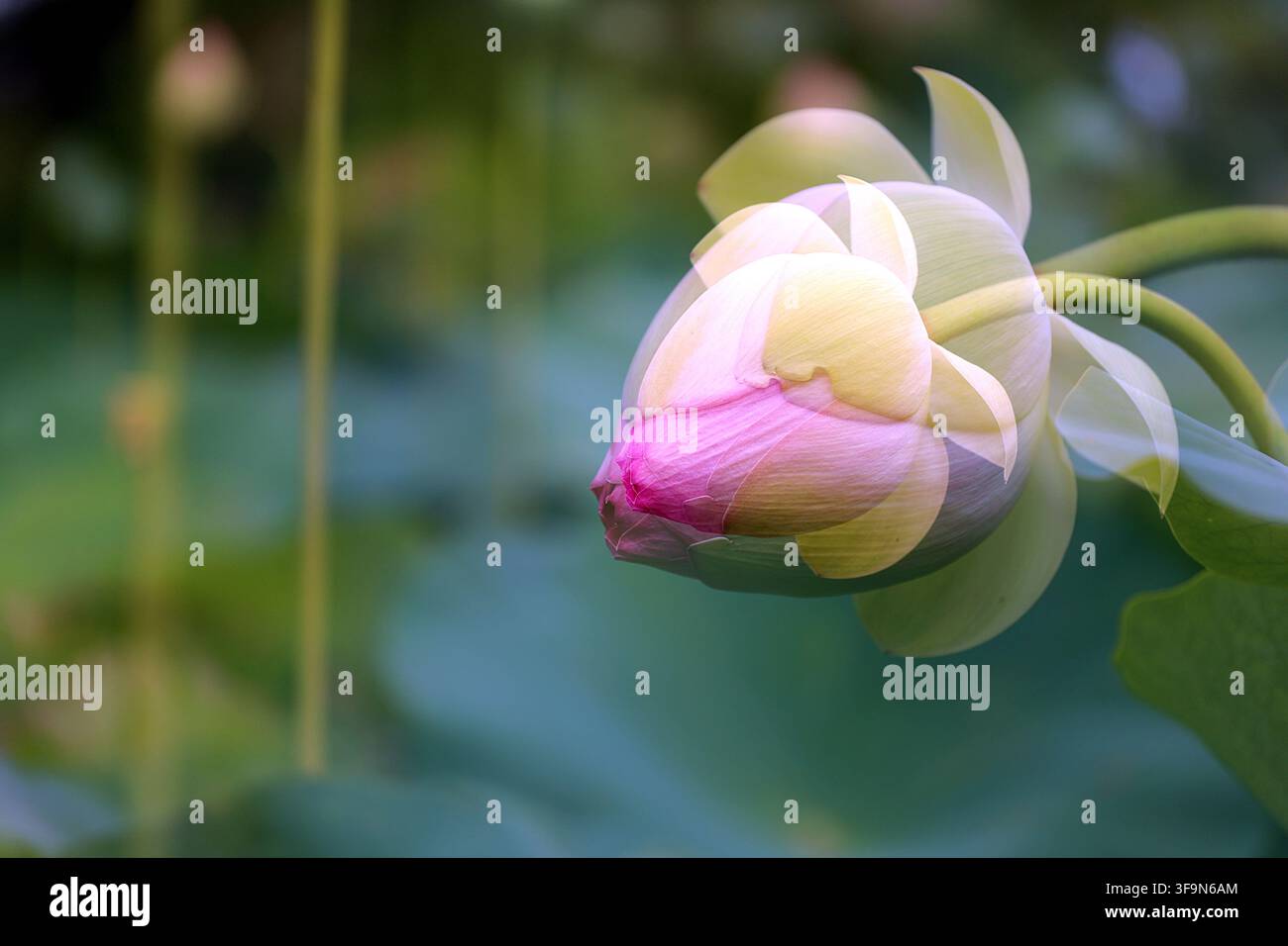 Una doppia esposizione di un bocciolo di loto rosa sul lato destro con un ampio spazio di copia verde e blu morbido sulla sinistra. Foto Stock