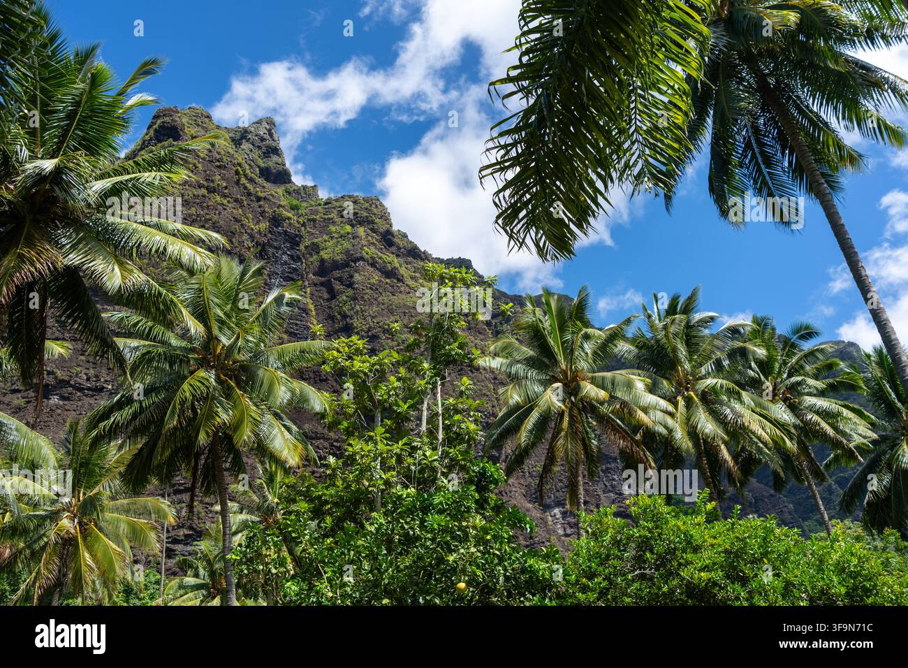 Un lussureggiante sentiero nella giungla attraverso la valle di Hakaui, Nuku Hiva, le isole Marchesi, la Polinesia francese. Torreggianti scogliere basaltiche e fitta vegetazione circondano il tra Foto Stock
