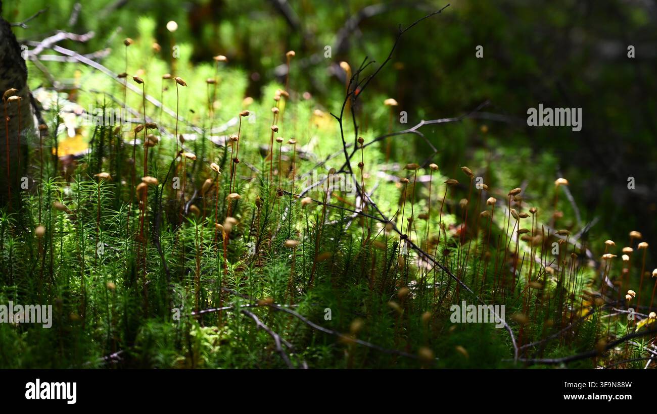 Muschio a capello comune (Polytrichum commune) nella foresta delle Highlands scozzesi Foto Stock