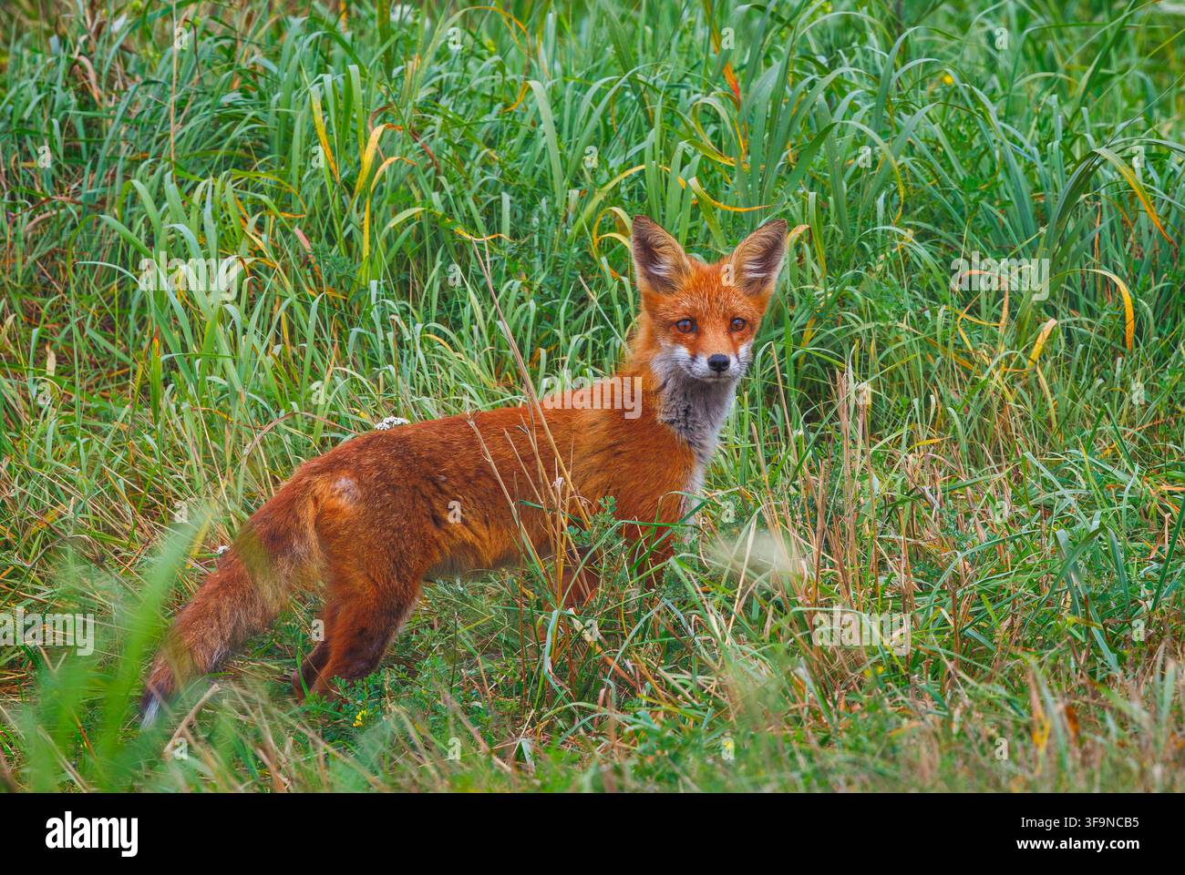 Mammiferi - Volpe rossa europea - Vulpes vulpes Foto Stock
