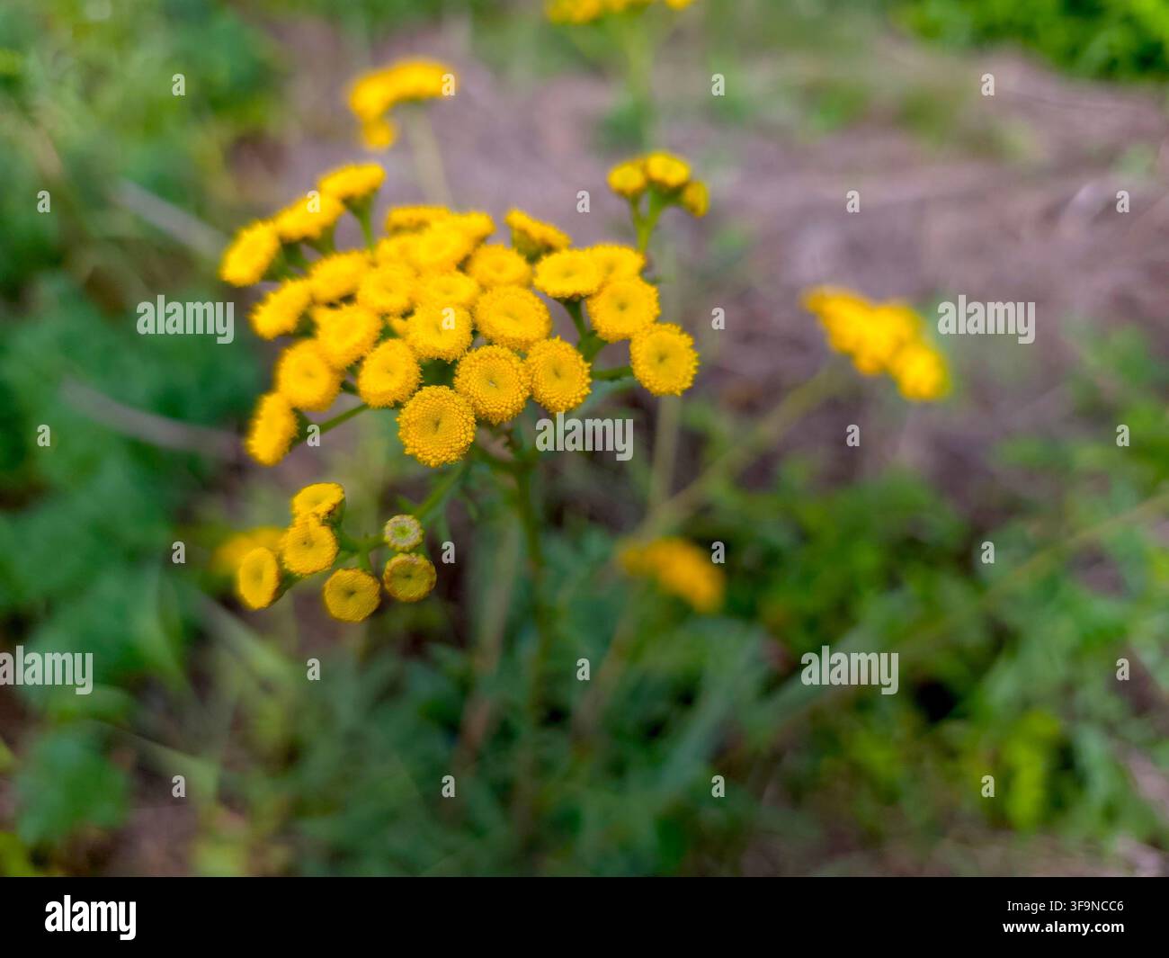 La tanacetta comune mostra i suoi fiori gialli vivaci in un campo verdeggiante durante una giornata di sole, invitando gli insetti e aggiungendo allegria al paesaggio naturale. Foto Stock