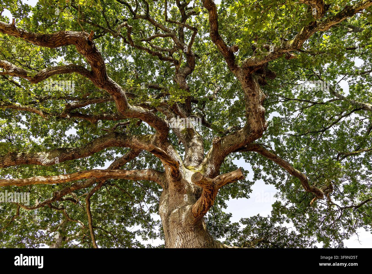 Quercia maestosa con rami distesi e fronde verdi lussureggianti in una giornata estiva nel Dorset, UK Foto Stock