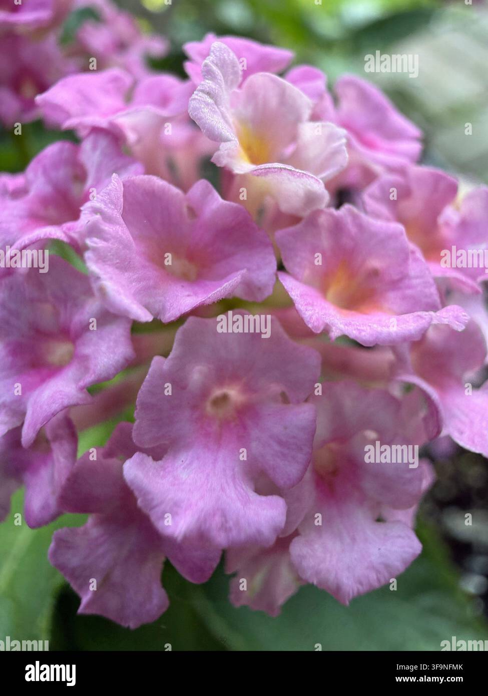 Prima vista di fiori di Lantana rosa, in fiore a luglio, a Trevor, Wisconsin, USA, con messa a fuoco morbida - Immagine stock catturata con smartphone