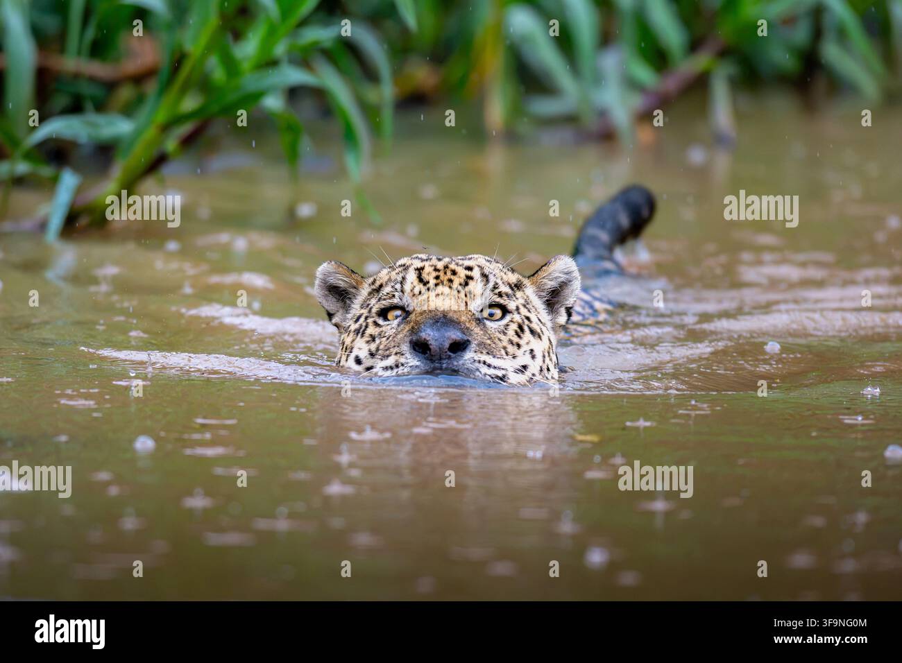 Un giaguaro selvatico che nuota nell'acqua torbida del fiume con la testa e la coda sopra la superficie durante una pioggia. Foto Stock