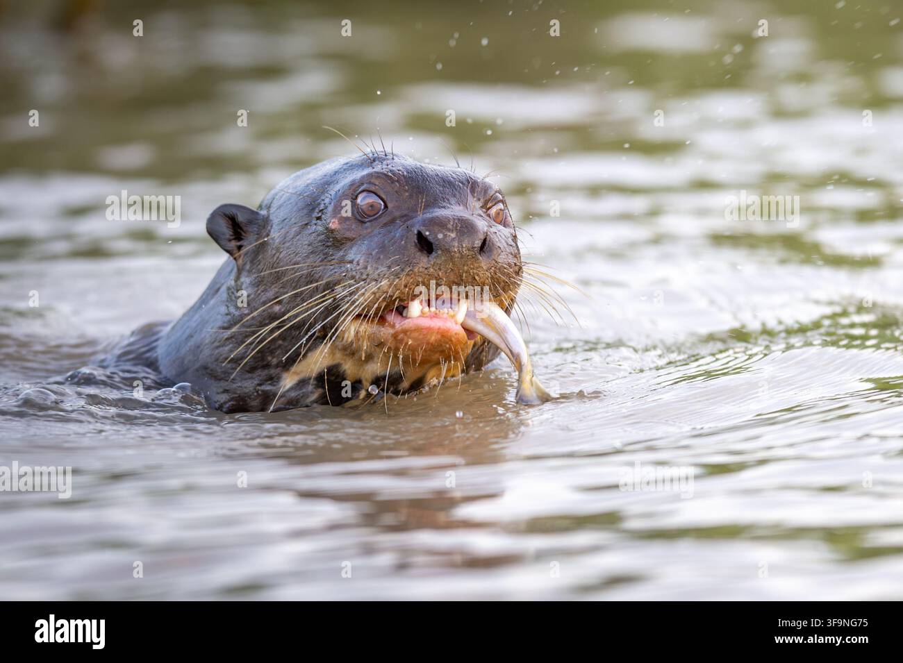 Lontra gigante selvatica che riemerge con un pesce fresco tra le fauci nell'acqua fangosa del fiume, vista macro. Foto Stock