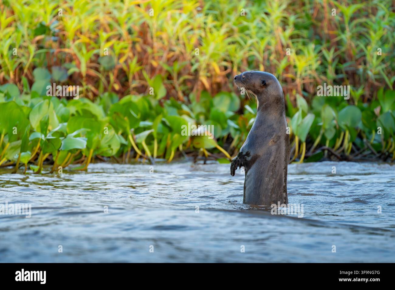 Lontra gigante che nuota e si erge in piedi per guardare oltre la rigogliosa vegetazione verde su una riva fluviale. Foto Stock