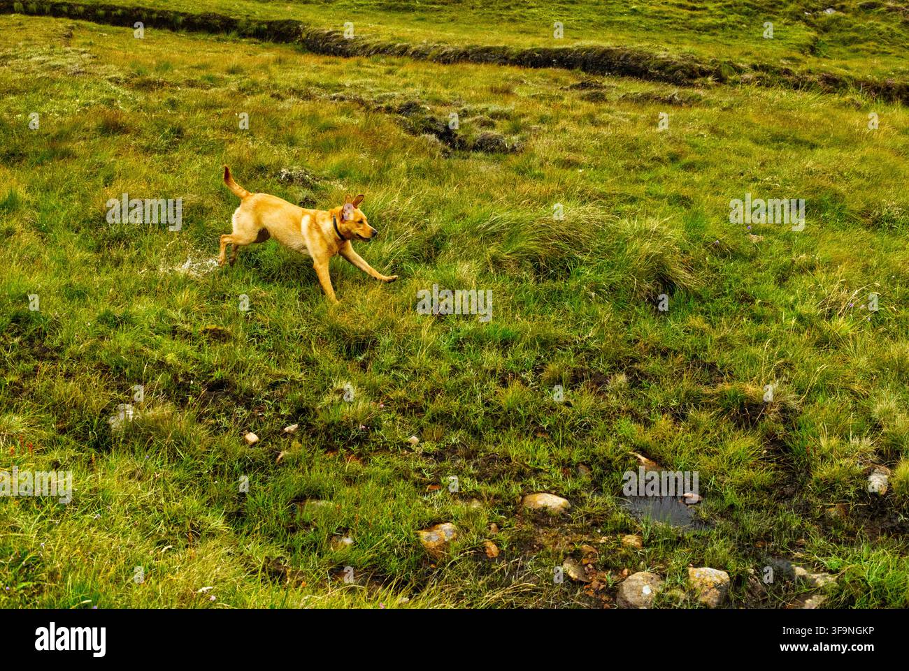 Fox Red Labrador Foto Stock