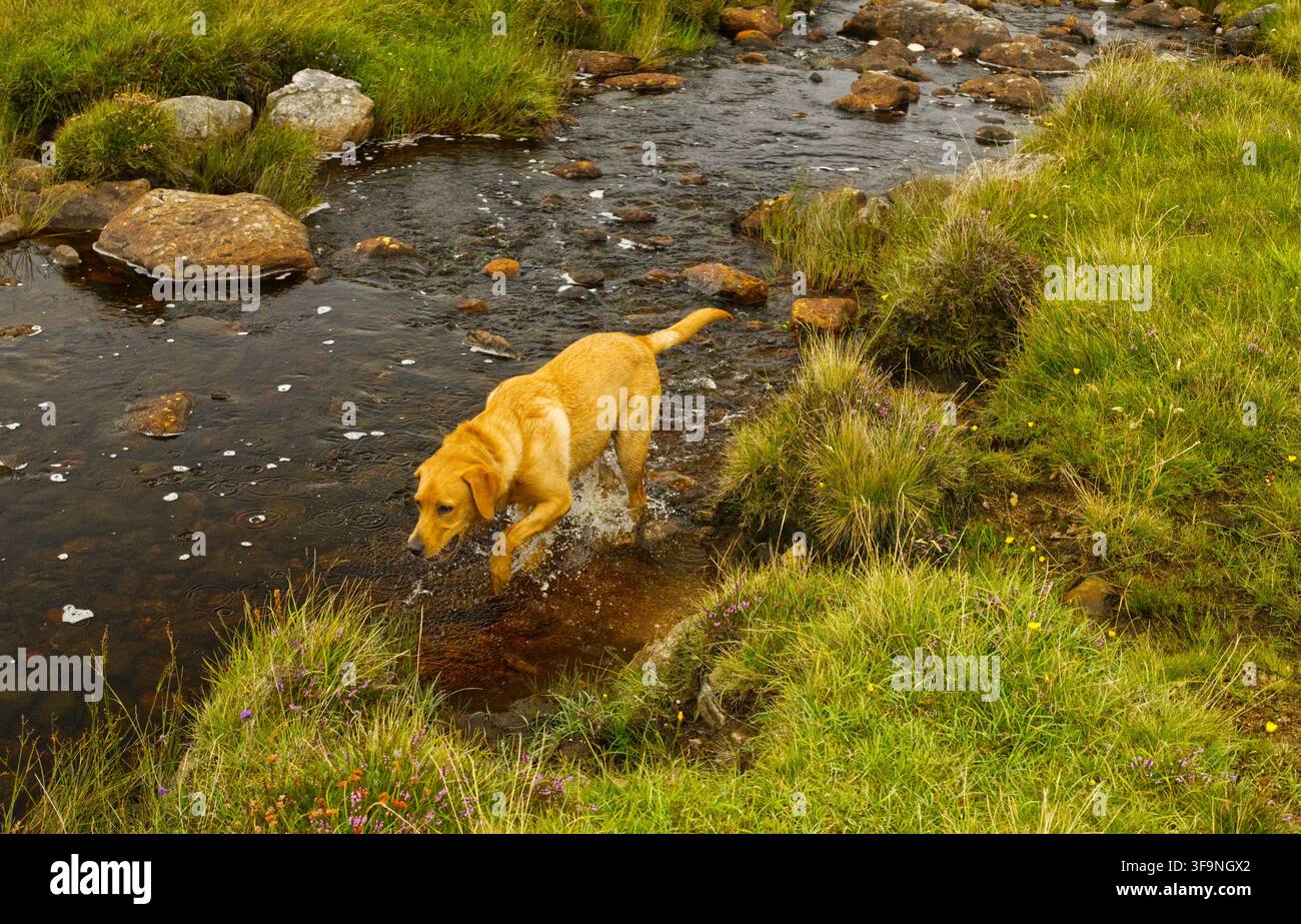 Labrador Fox Red in un ruscello Foto Stock