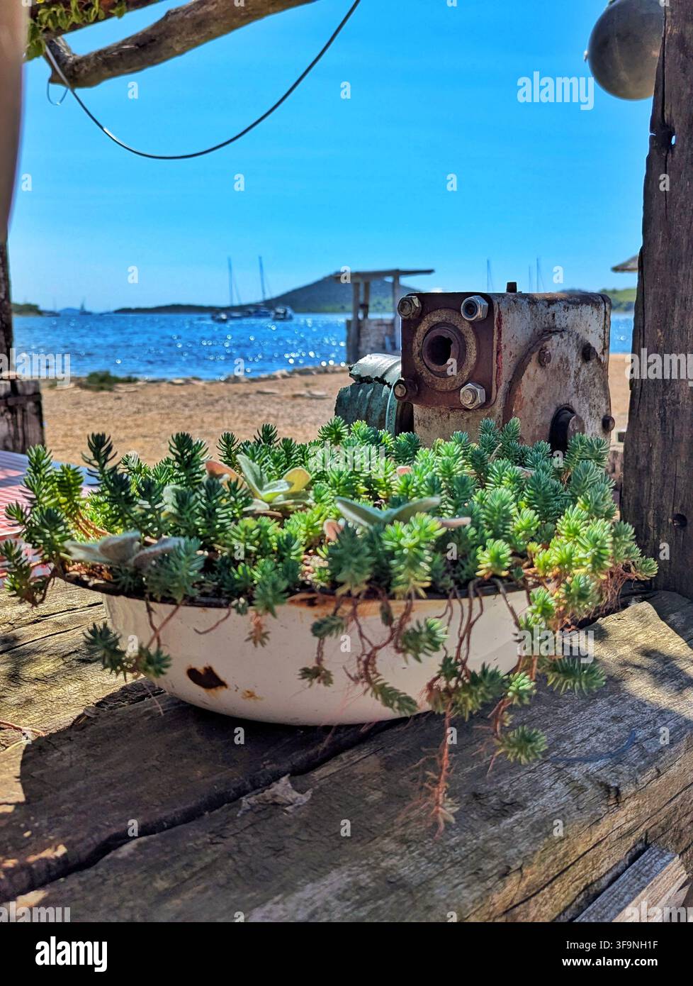 Vista ravvicinata di una pompa meccanica arrugginita montata accanto a un vaso di smalto bianco pieno di copertura succulenta verde su supporto stagionato Foto Stock
