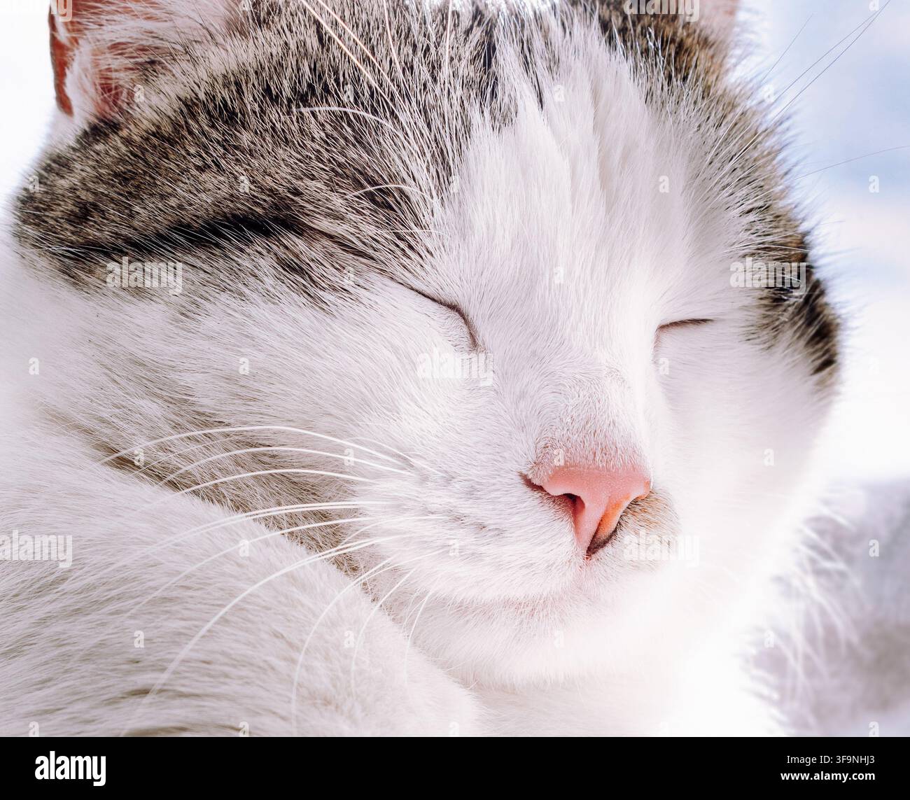 Primo piano di un gatto tigrato addormentato con morbido pelo bianco e segni grigi. Gli occhi del gatto sono dolcemente chiusi, mostrando un riposo calmo e pacifico. Il suo naso rosa Foto Stock