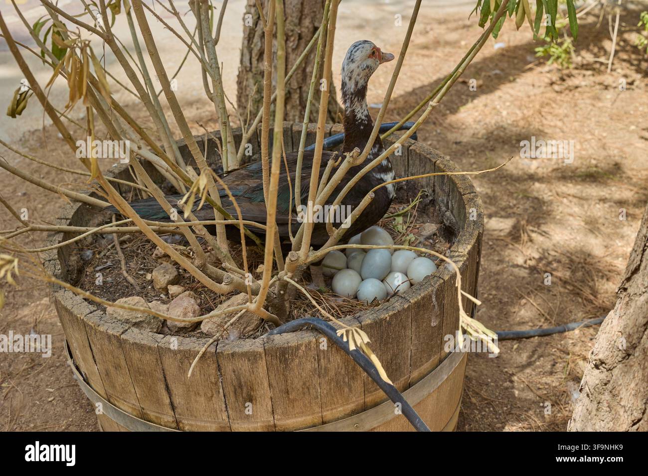 Anatra muscovia che cova con uova blu in un vaso da fiori in botte di legno. Foto Stock
