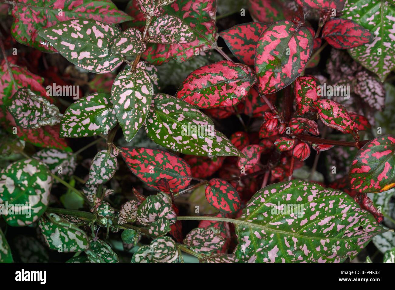 Sfondo astratto colorato della pianta Hypoestes phyllostachya, pianta da giardino nota come pianta a pois, con fogliame rosso e verde Foto Stock