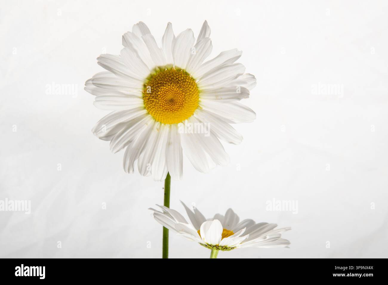 Due fioriture di una margherita a occhio di bue su sfondo bianco. Alta chiave Foto Stock