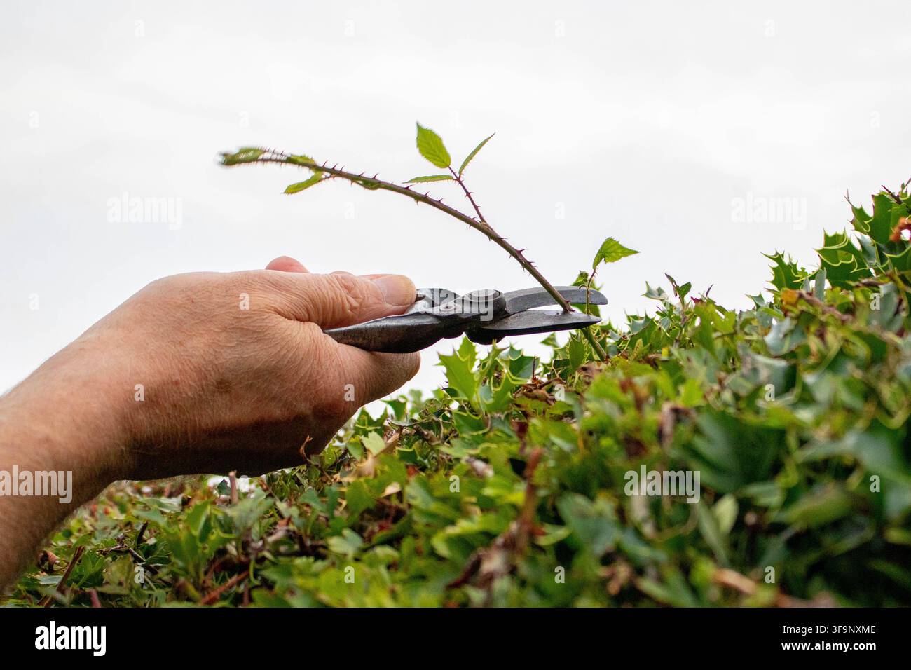 La mano di un giardiniere usa potatori a bypass affilati per potare un rametto spinoso di rovo che sporge da una fitta siepe di agrifoglio verde. Foto Stock