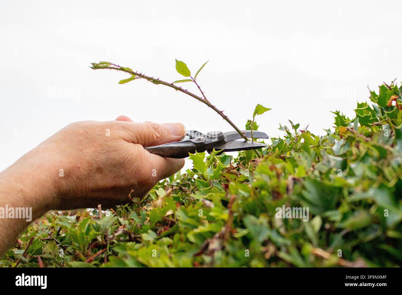 Primo piano di una persona che pota uno stelo spinoso di una malerina da una fitta siepe sempreverde usando delle cesoie manuali nel cortile. Foto Stock