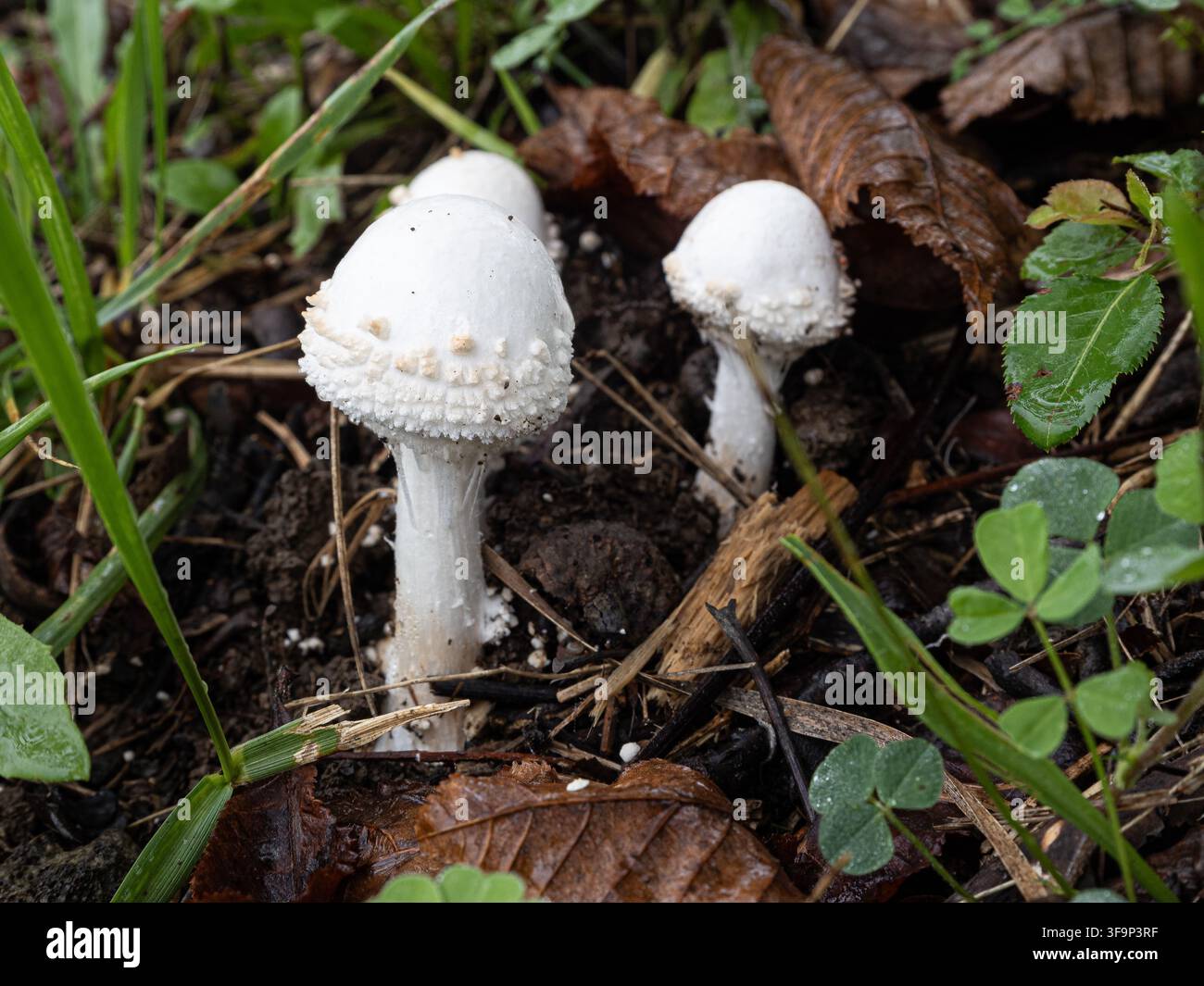 Gruppo di piccoli funghi Amanita daucipes a piede di rafano che spuntano da un terreno ricco tra foglie bagnate Foto Stock