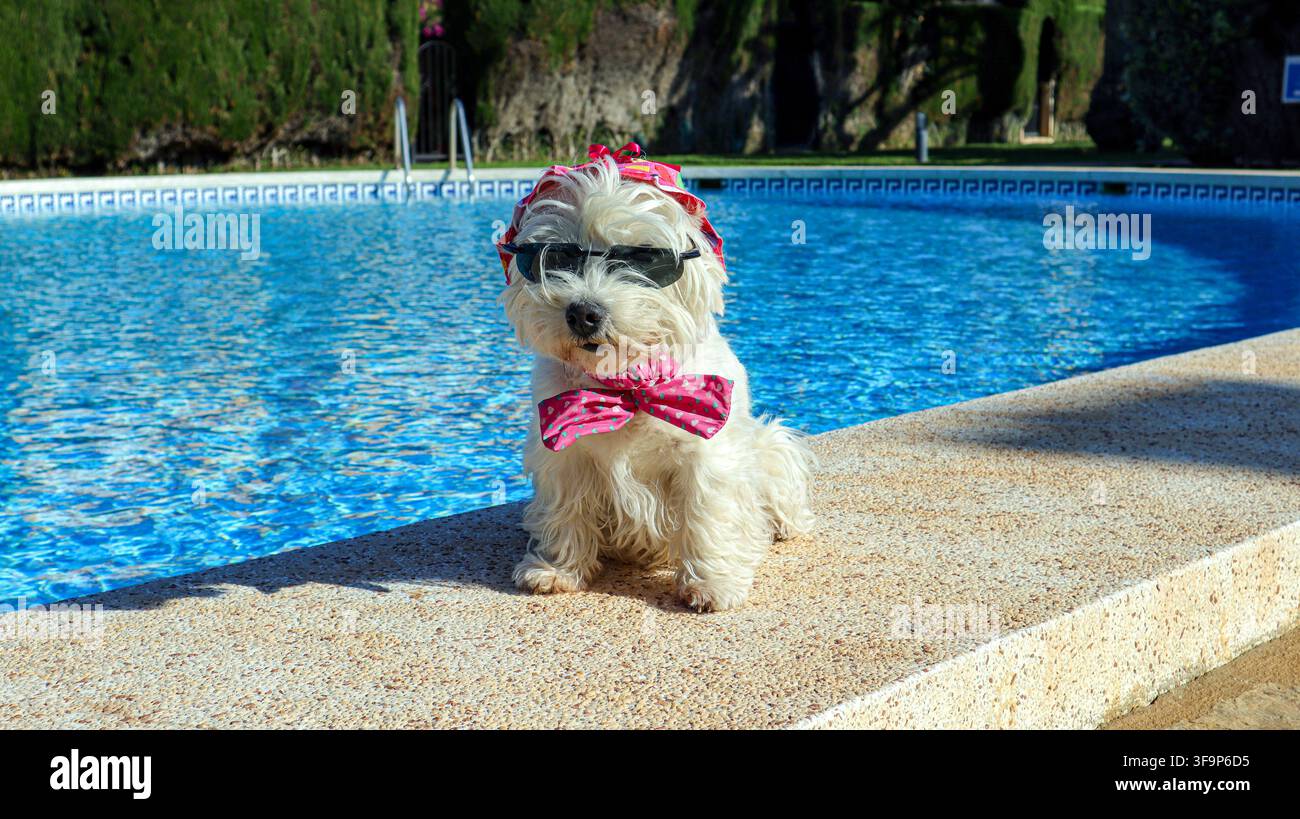 Un cane Westie è seduto vicino all'acqua di una piscina. Indossa un berretto rosa e un papillon coordinato. Il sole splende intensamente mentre il cane si guarda intorno, godendosi Foto Stock