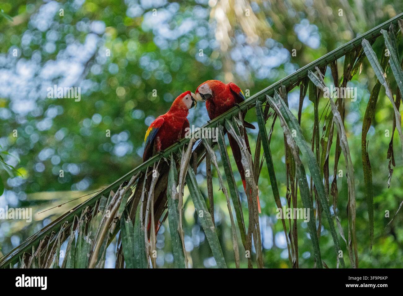 Gli ara scarlatte volano frequentemente nella foresta pluviale della Costa Rica, spesso in coppia Foto Stock