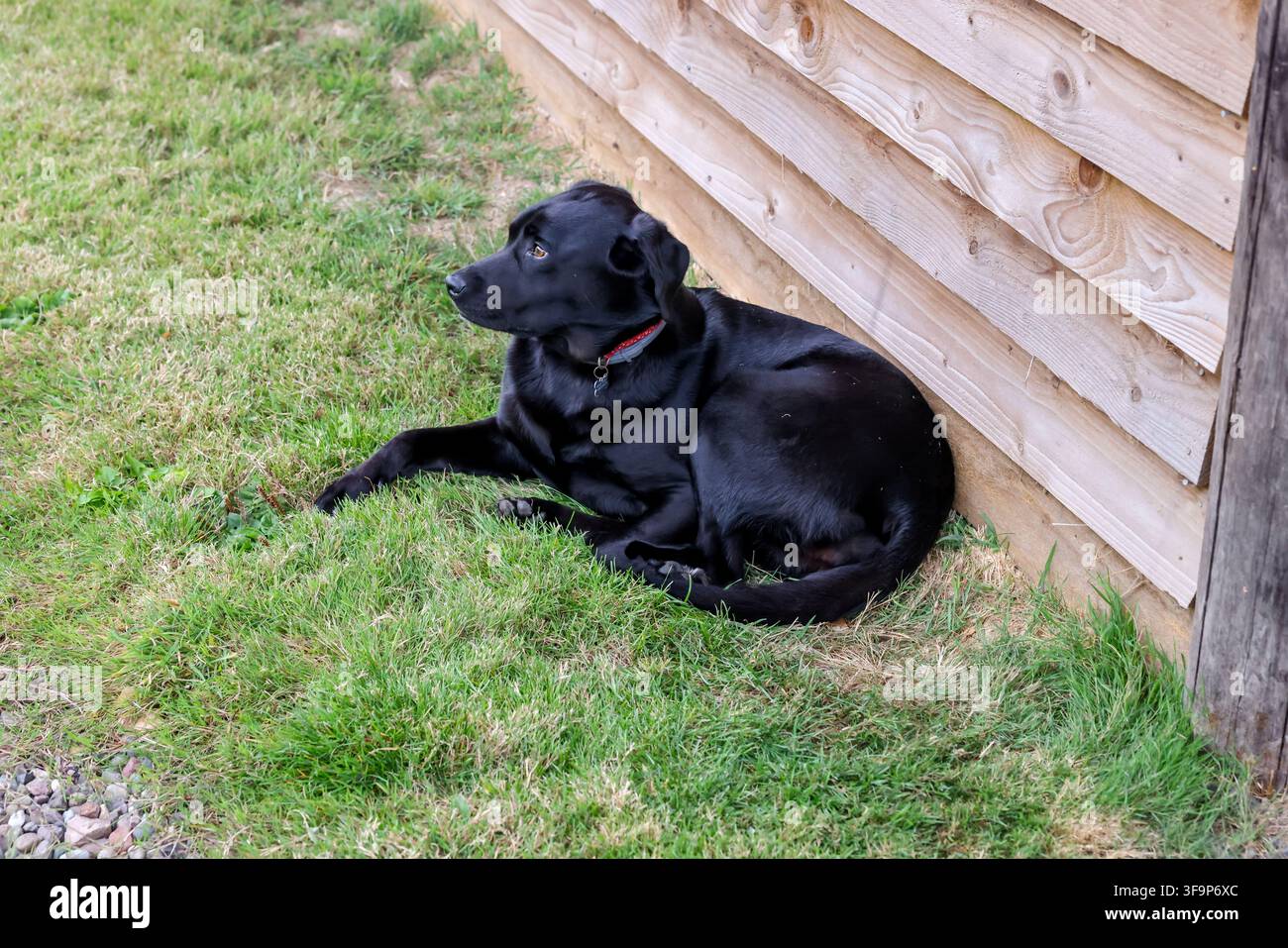 Labrador nero riposa accanto a un edificio in legno al Scottish Clay Shooting Centre a Fife. Foto Stock